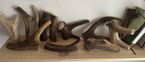 Deer antlers for - antlers, natural