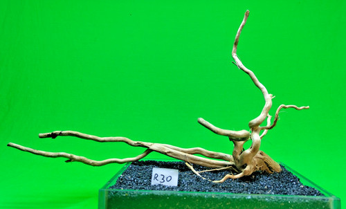Red moor wood aquarium - red,