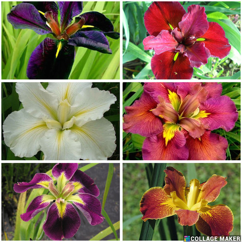 Mixed iris value pack - mixed,