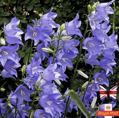 Campanula persicifolia - campanula, 🌸