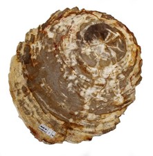 Petrified Fossil Wood SLICE