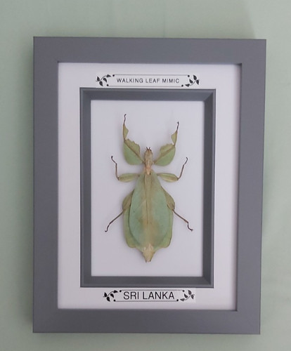 Taxidermy real framed leaf - taxidermy,