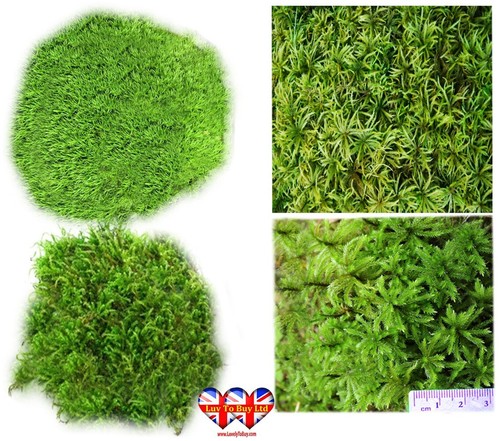 Moss 100 natural fresh - moss, mix