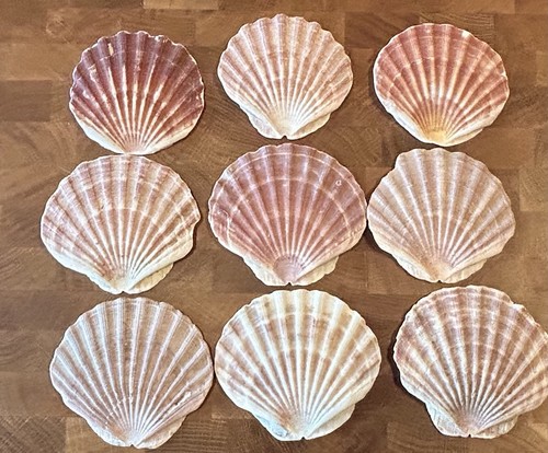 Arts crafts natural scallop - arts, &