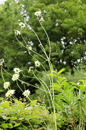 Giant yellow scabious - giant,