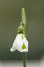 Galanthus 'Trimmer' Snowdrop