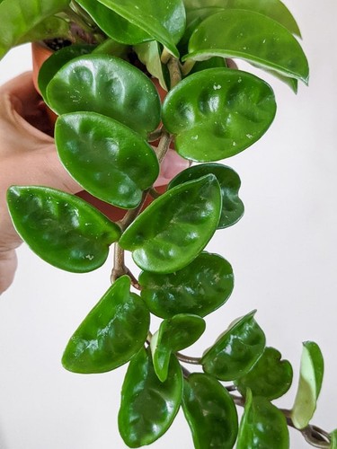 Hoya krinkle rooted - 8,