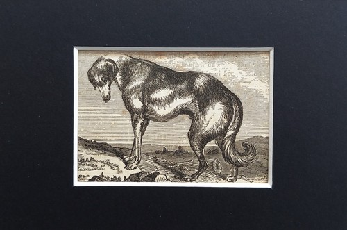 Greyhound dog animal - greyhound,
