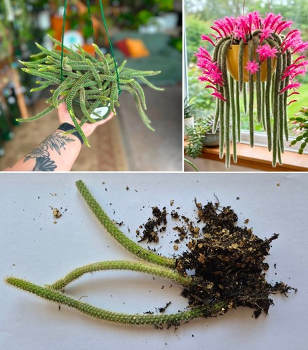 Rat tail cactus - 3x, rooted