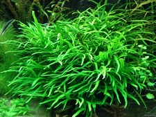 JAVA FERN TRIDENT BEAUTIFUL
