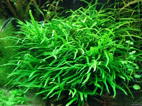 Java fern trident - java,