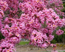 Tabebuia rosea, Lapacho Guayacan Pink, Trumpet tree - 20 Semi
