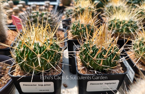 Cactus stenocactus crispatus - cactus-,