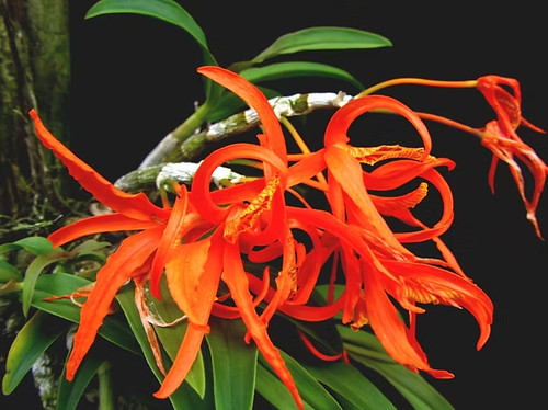 Rare dendrobium lamyaiae - rare,