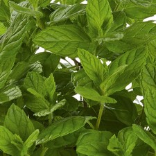 Mint 'Garden Mint' Medium Plug Plants x 4. Spearmint herb. Pollinator Friendly