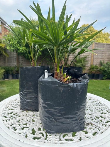 Trachycarpus fortunei bulgaria - trachycarpus,