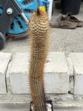 Micranthocereus polyanthus Hu 1943 rare approx 41 cm high Copiapoa Ariocarpus nice