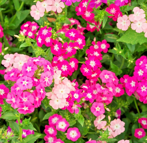 400x dwarf phlox cecily - dwarf,