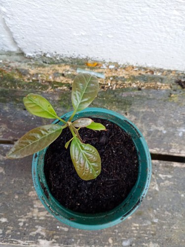 Avocado tree plant - avocado,