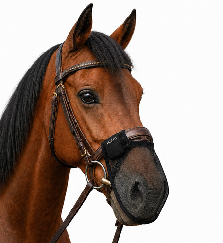 Equestrian horse nose fly - equestrian,
