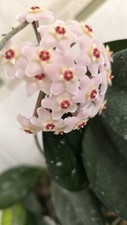 Hoya Carnosa healthy plant rooted cutting 20cm Long will flower with scent