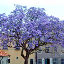 Paulownia tomentosa - Empress Tree, Foxglove Tree - 50 Seeds
