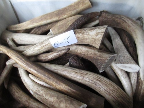 Deer antler tips for - deer,