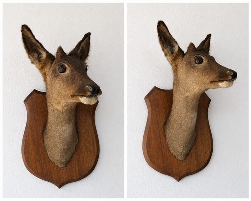 Vintage taxidermy deer trophy - vintage,