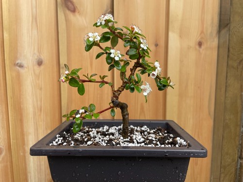Cotoneaster bonsai in - bonsai,
