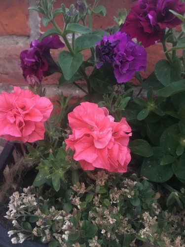 Plug plants petunia - 4, 5
