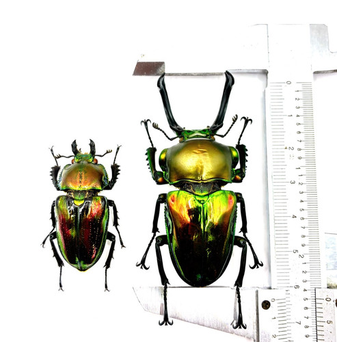 Phalacrognathus muelleri