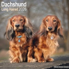 Long Haired Dachshund Calendar