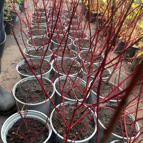 Large cornus alba sibirica - cornus,