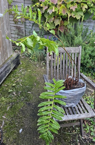 Blechnum chilense chilean - blechnum,