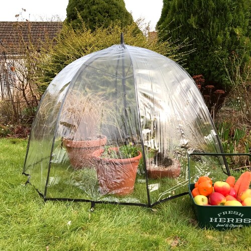 Pop crop plant umbrella - pop, n