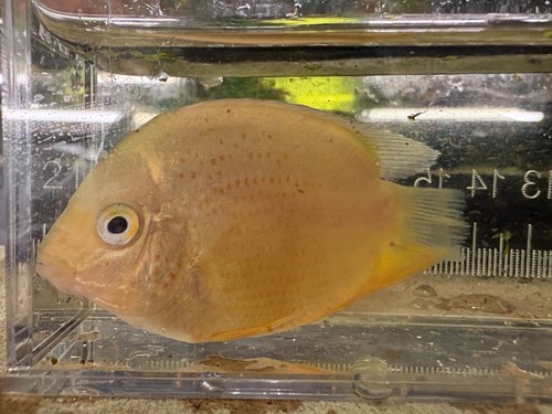 5 turquoise severum - 3.5"-4.5",