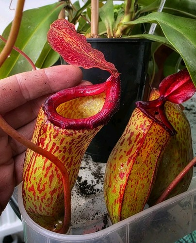 Nepenthes pitcher talangensis - pitcher, (talangensis