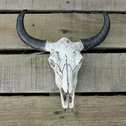 Buffalo skull sculpture - buffalo, animal