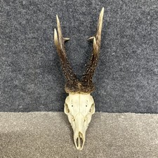 Roe Deer Buck Skull Antlers