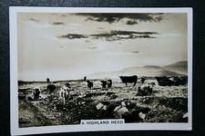 HIGHLAND CATTLE   Herd   Scotland  Vintage 1939 Photocard
