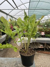 Cephalaria Gigantea - Giant