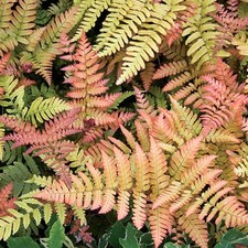 Dryopteris erythrosora