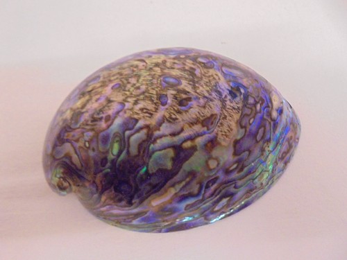 Vintage large polished - large, paua