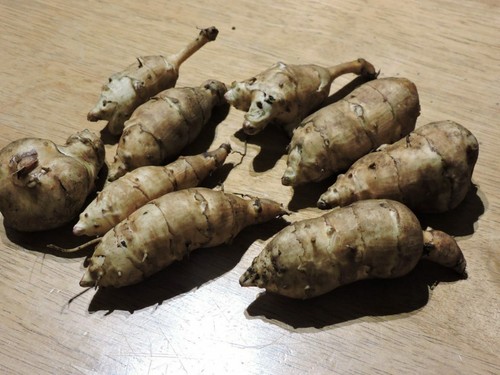 Jerusalem artichoke white - jerusalem,