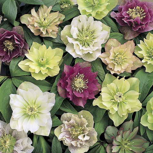Winter garden flowers - garden,