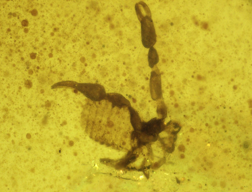 Burmese amber with - burmese, fossil