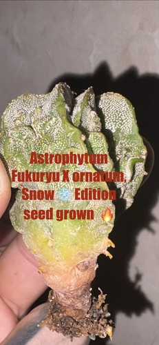 Astrophytum fukuryu ornatum - x,