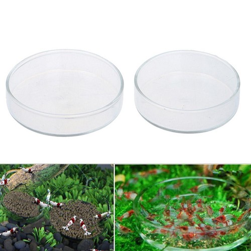 Clear acrylic shrimp feeding - shrimp,