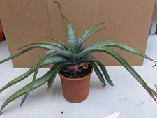 Aloe Suprafoliata, Cactus Succulent Cactus 