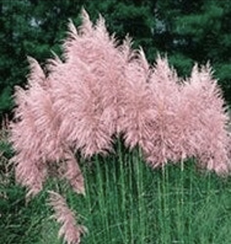 Pampas grass pink - grass-, pink-